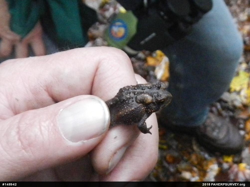 Eastern American Toad