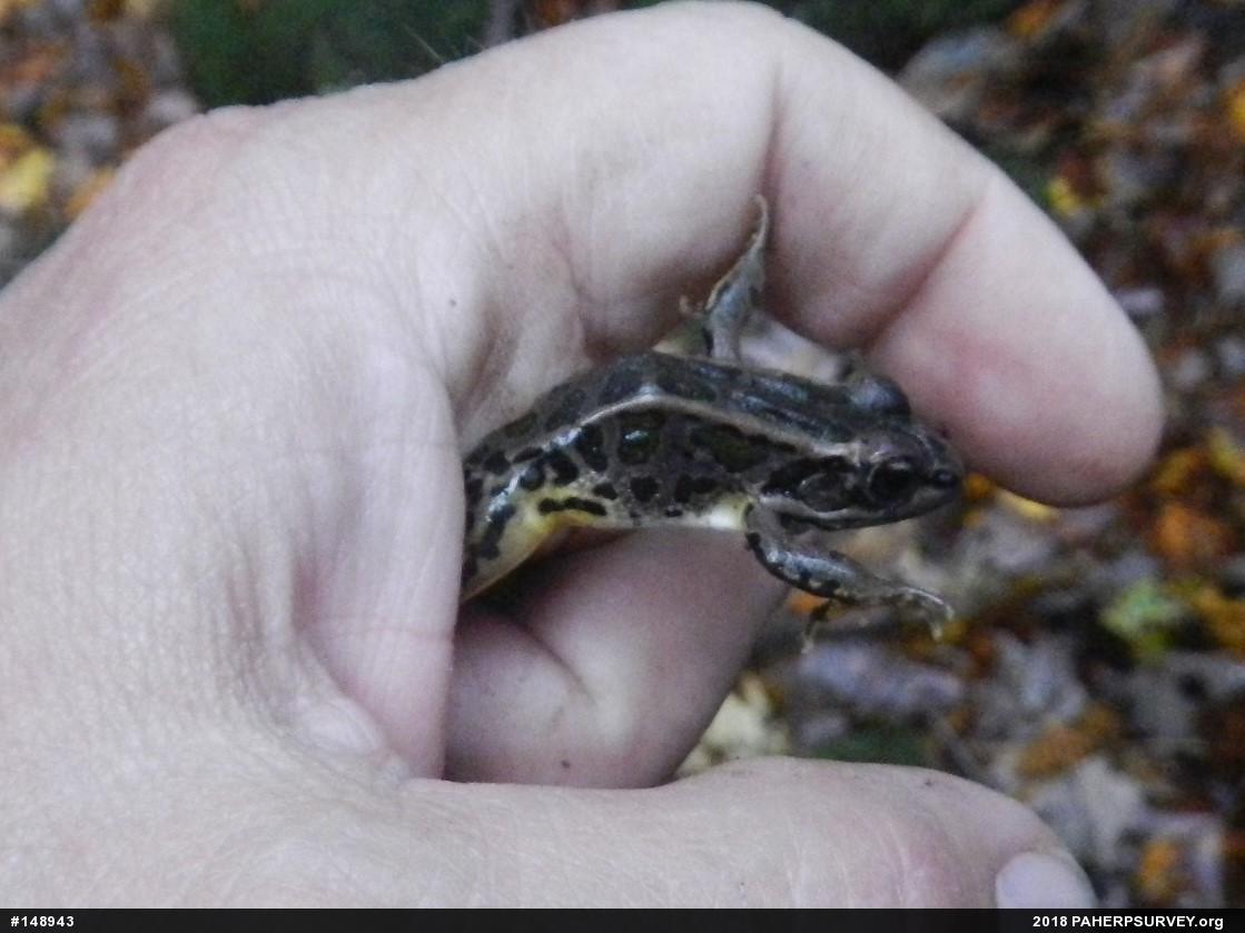 Pickerel Frog