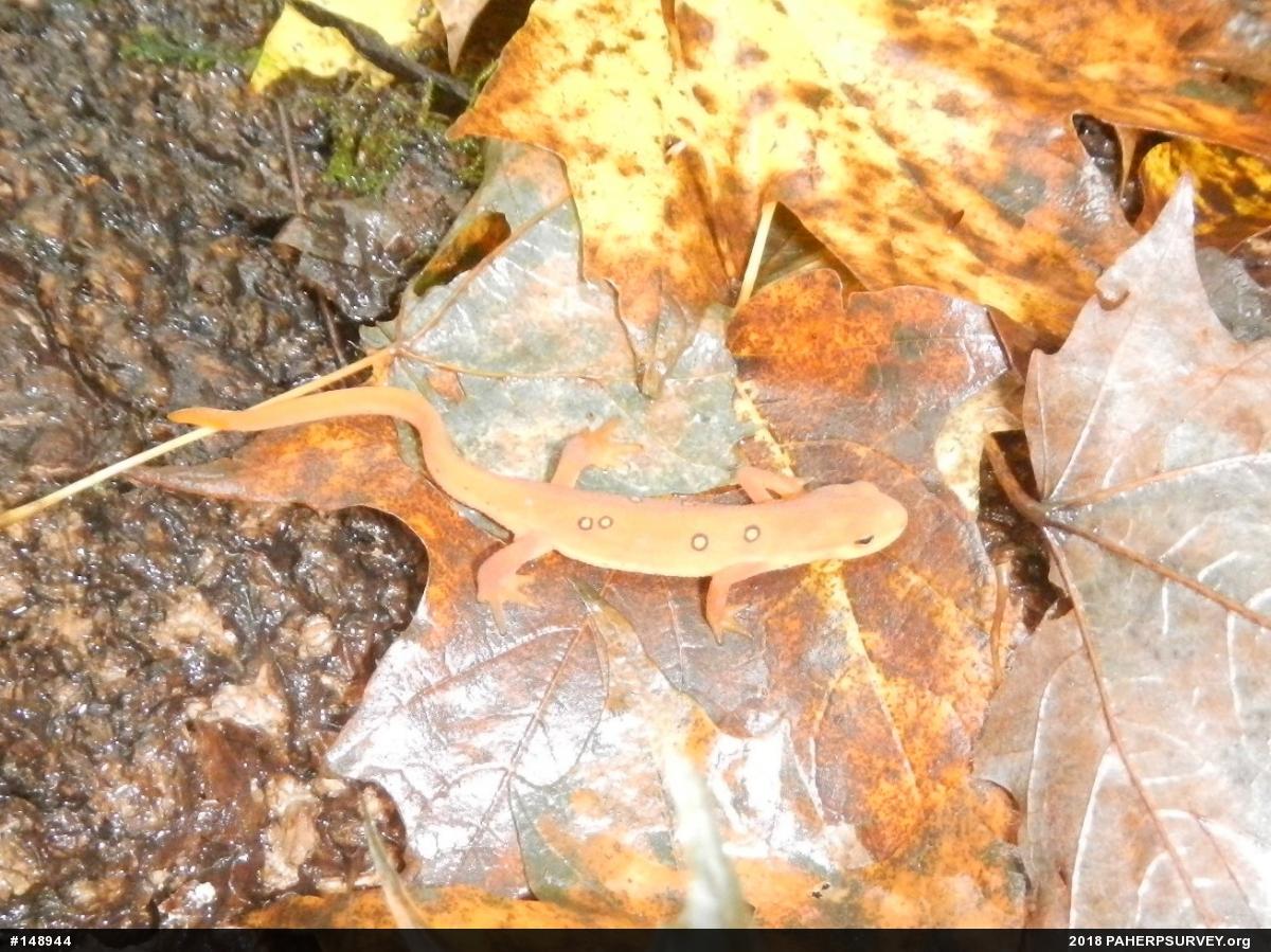 Red-spotted Newt