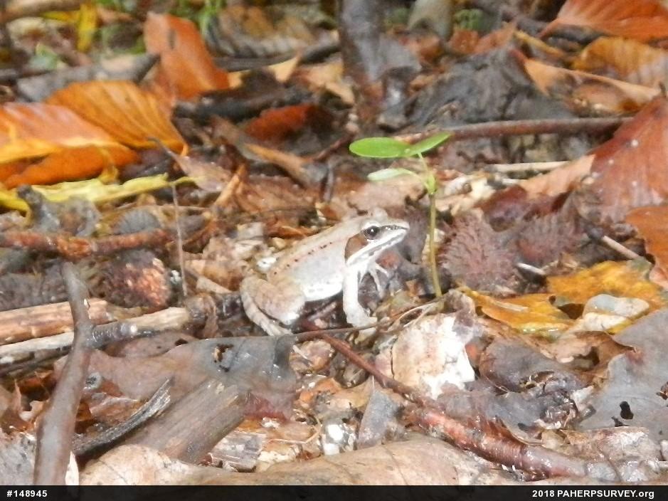 Wood Frog