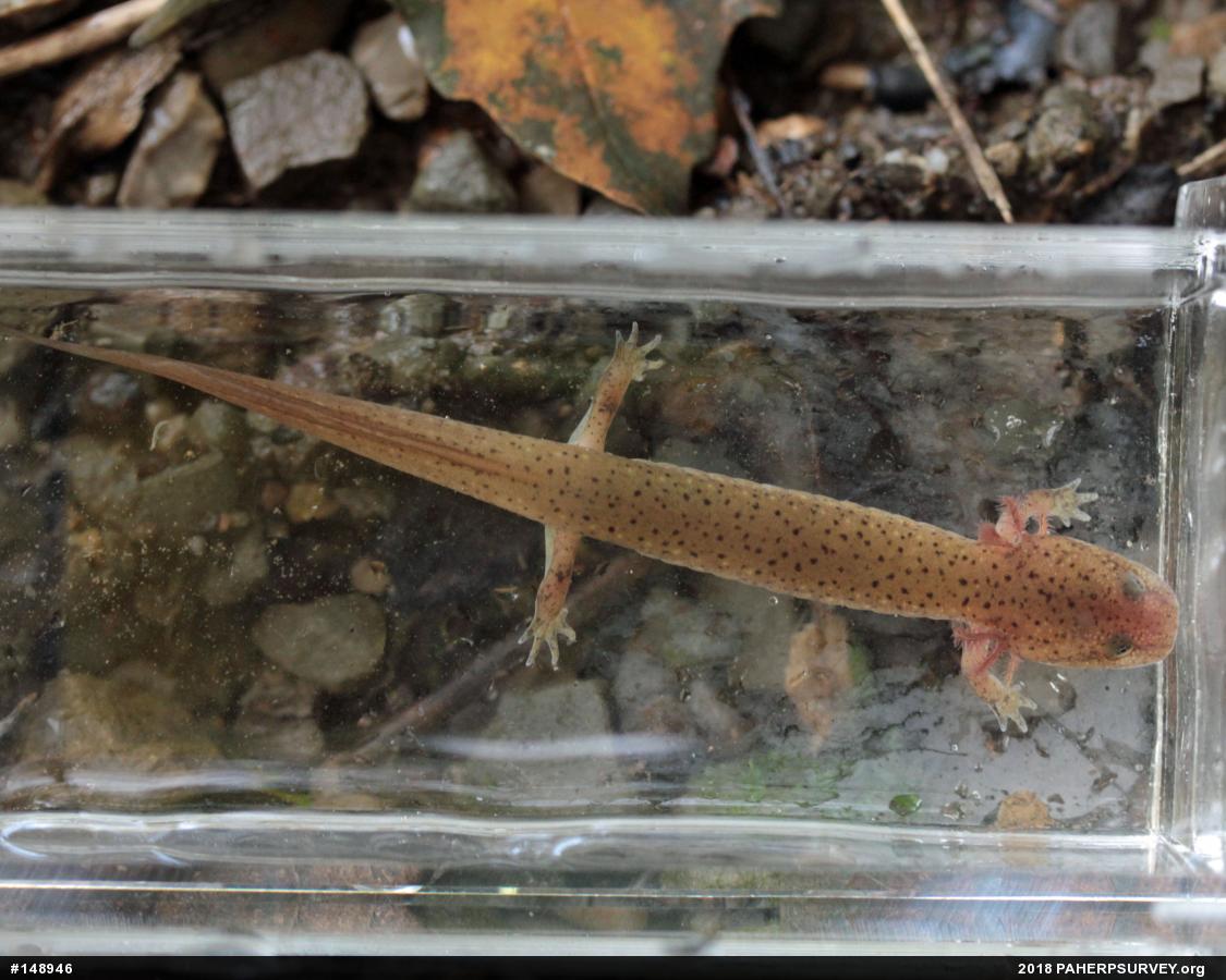 Northern Red Salamander