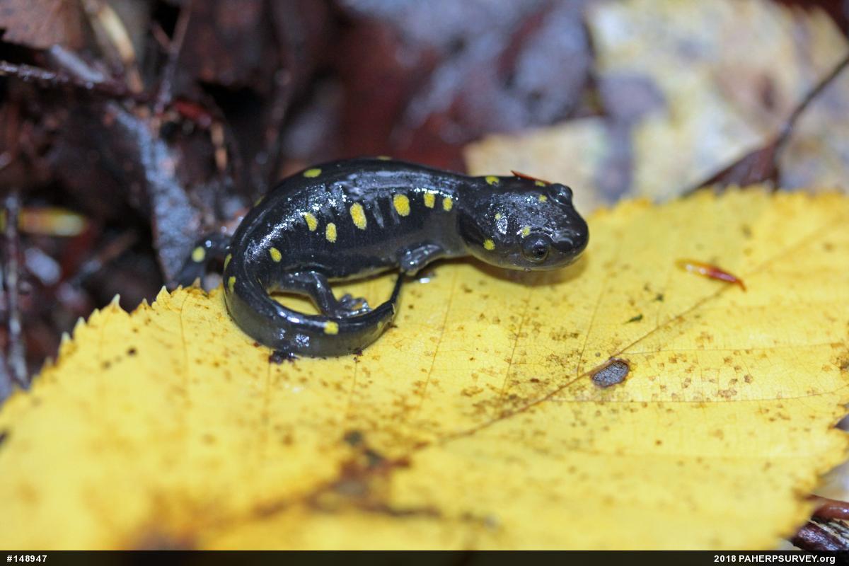 Spotted Salamander