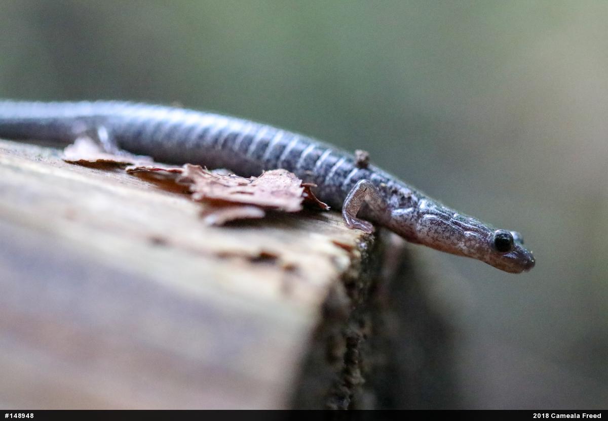Valley And Ridge Salamander