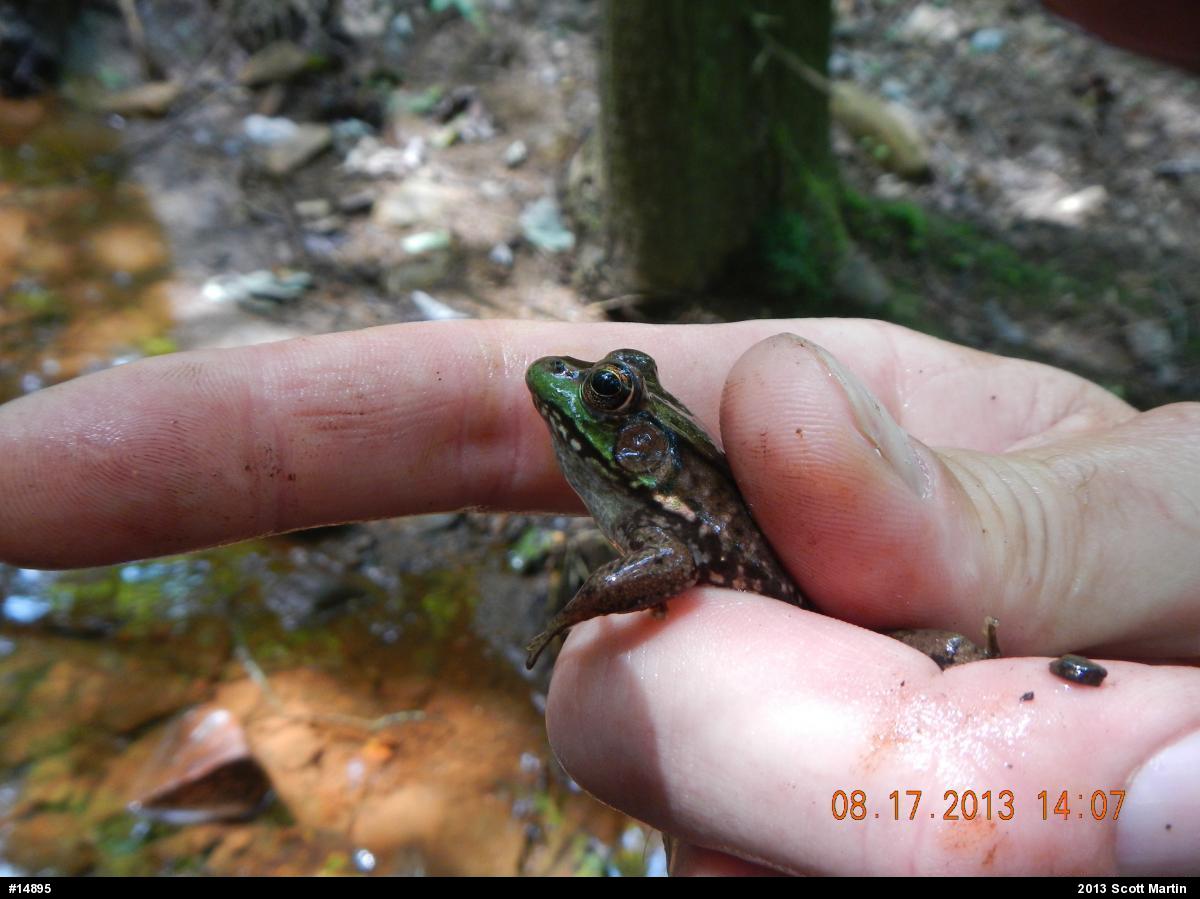 Green Frog