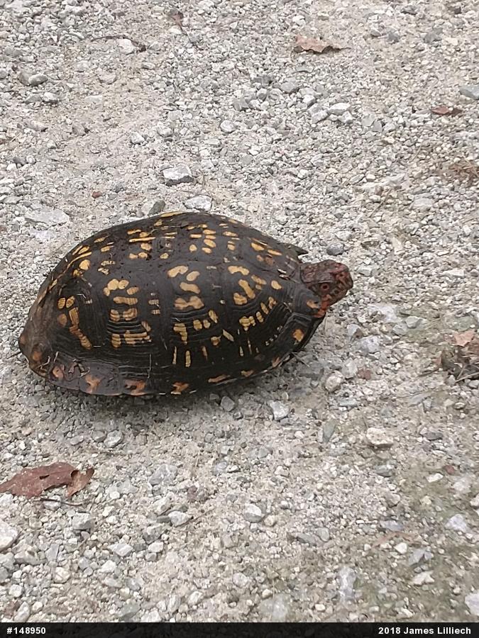 Eastern Box Turtle