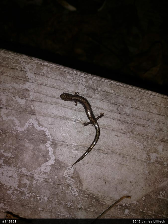 Eastern Red-backed  Salamander