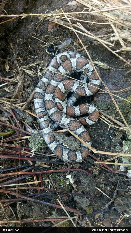 Eastern Milksnake