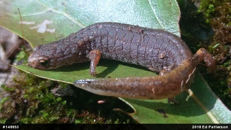 Four-toed Salamander