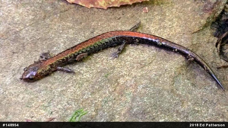 Eastern Red-backed  Salamander