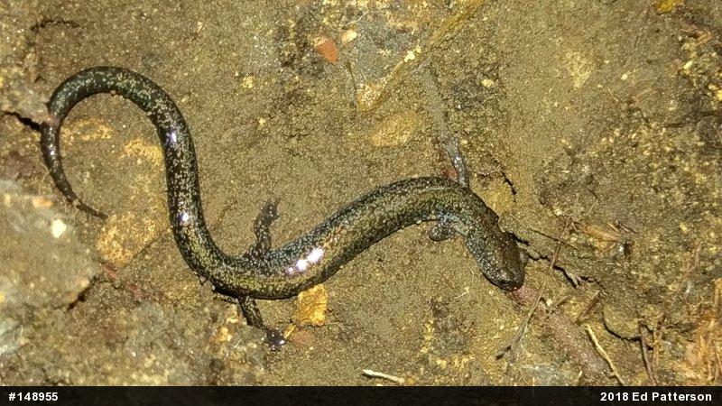 Valley And Ridge Salamander