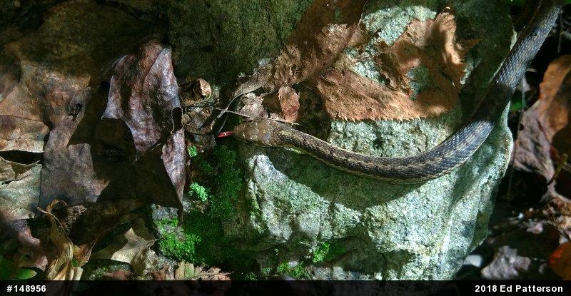 Eastern Gartersnake