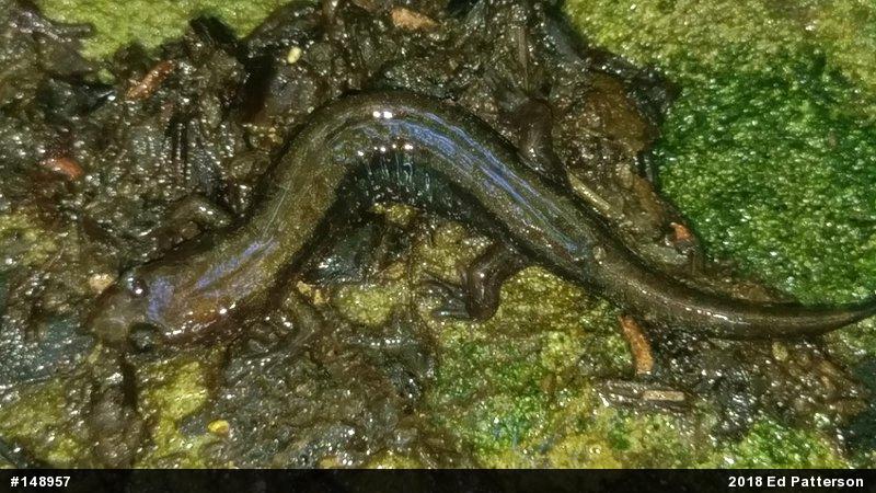 Allegheny Mountain Dusky Salamander