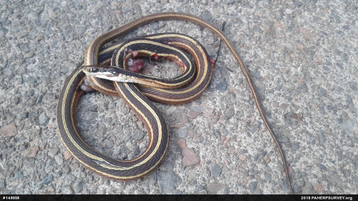 Northern Ribbonsnake