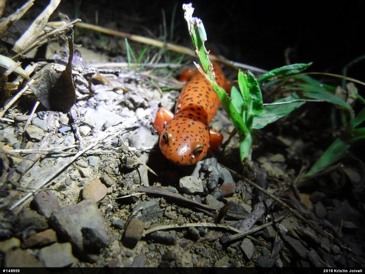 Northern Red Salamander