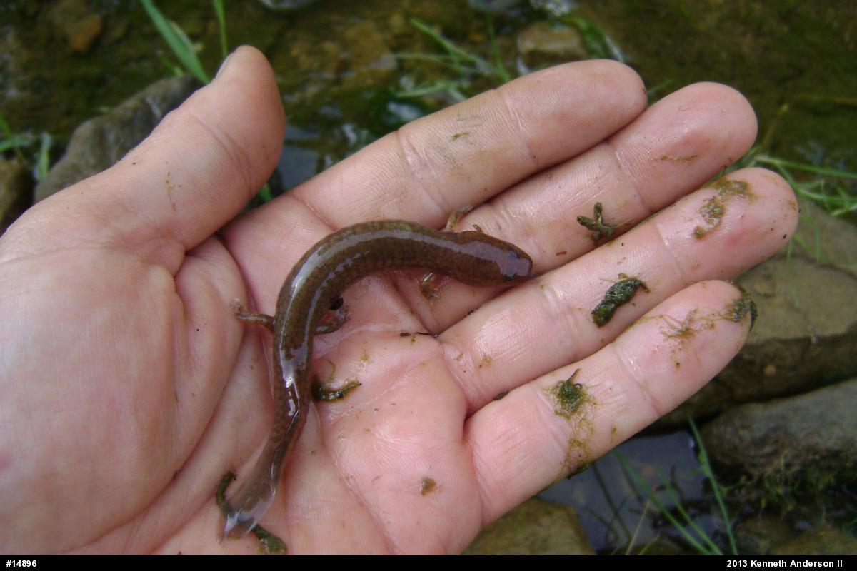 Northern Spring Salamander