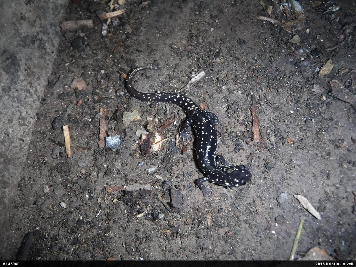 Northern Slimy Salamander