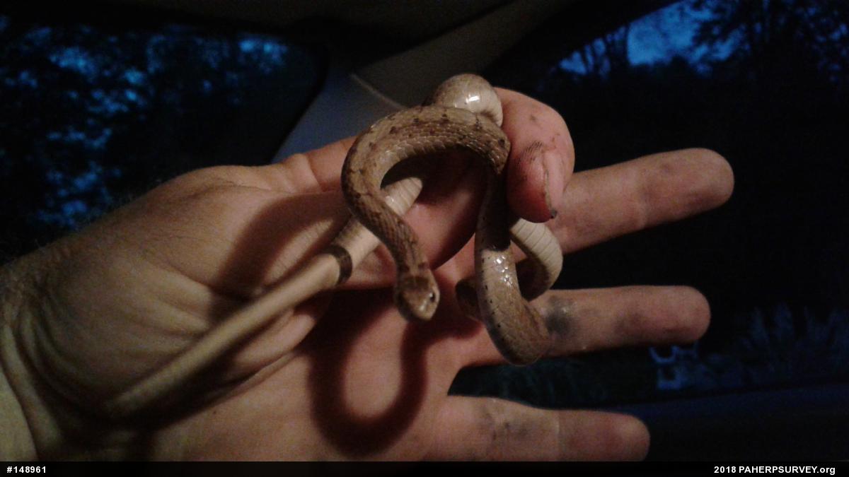 Dekay's Brownsnake