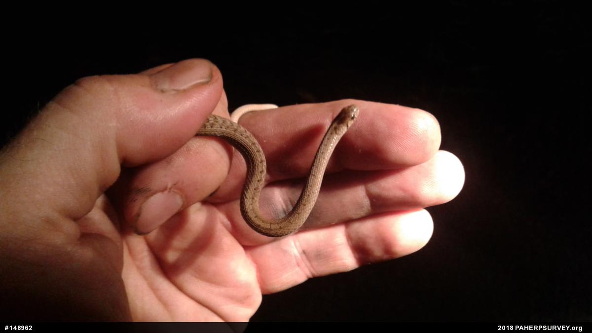 Dekay's Brownsnake