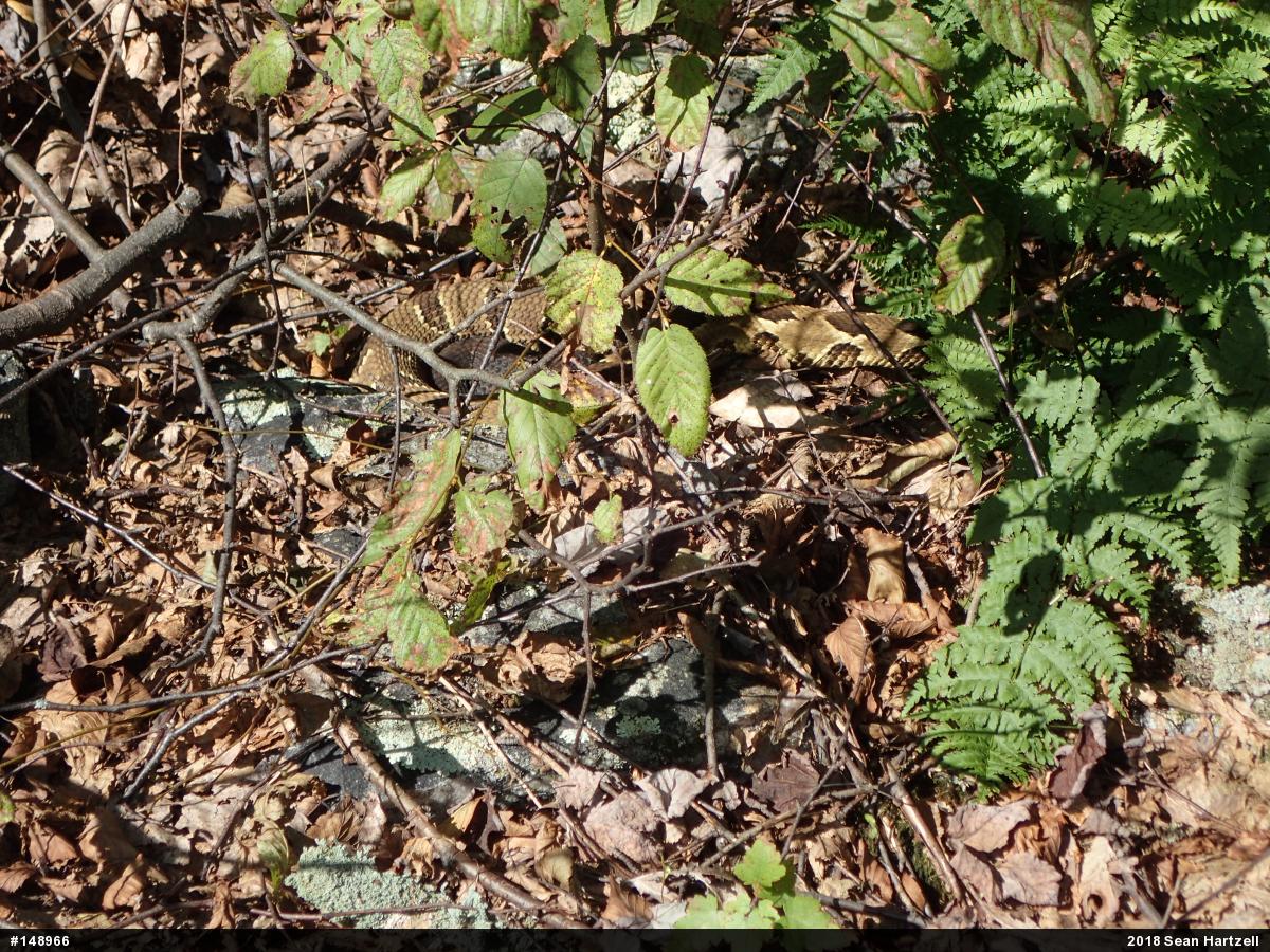Timber Rattlesnake