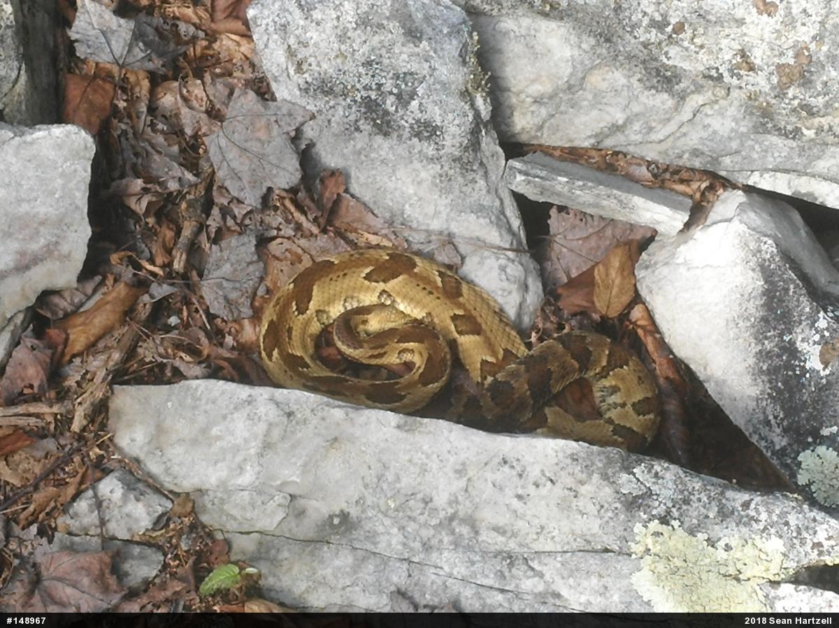 Timber Rattlesnake