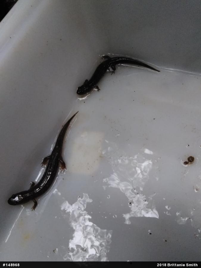 Northern Dusky Salamander