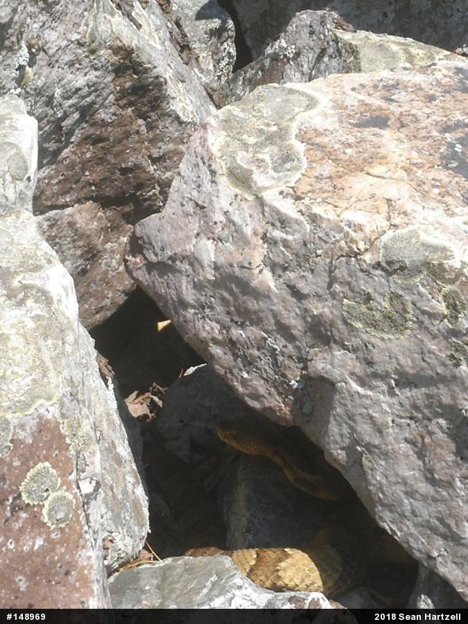 Timber Rattlesnake
