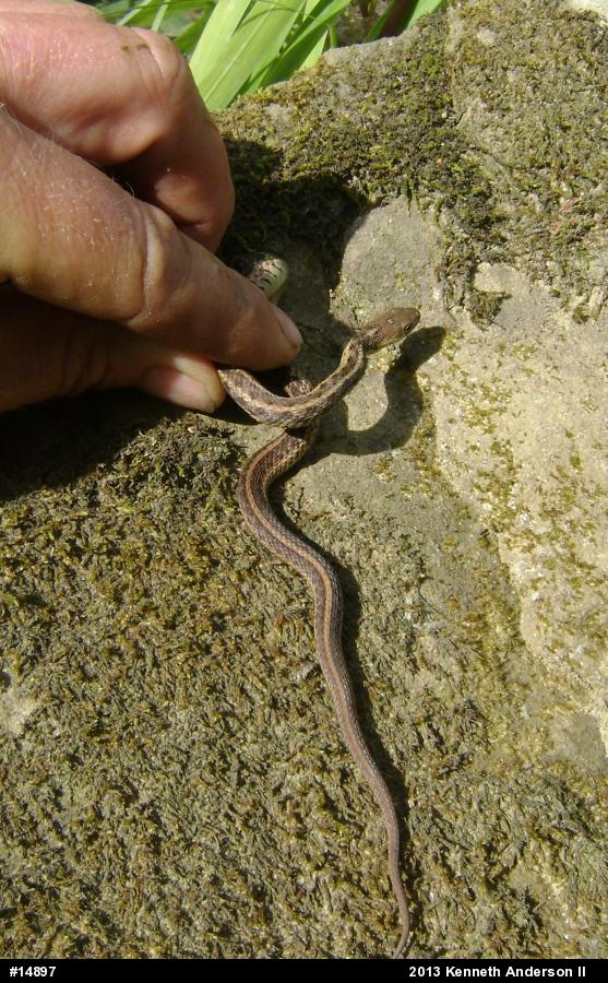 Eastern Gartersnake