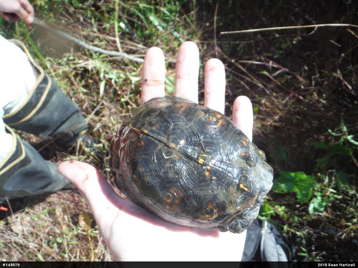 Eastern Box Turtle