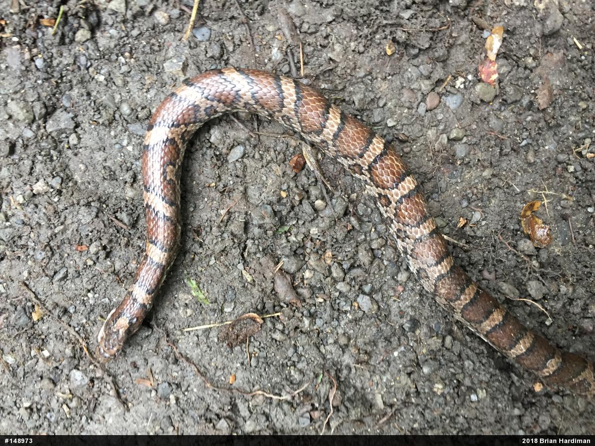 Eastern Milksnake