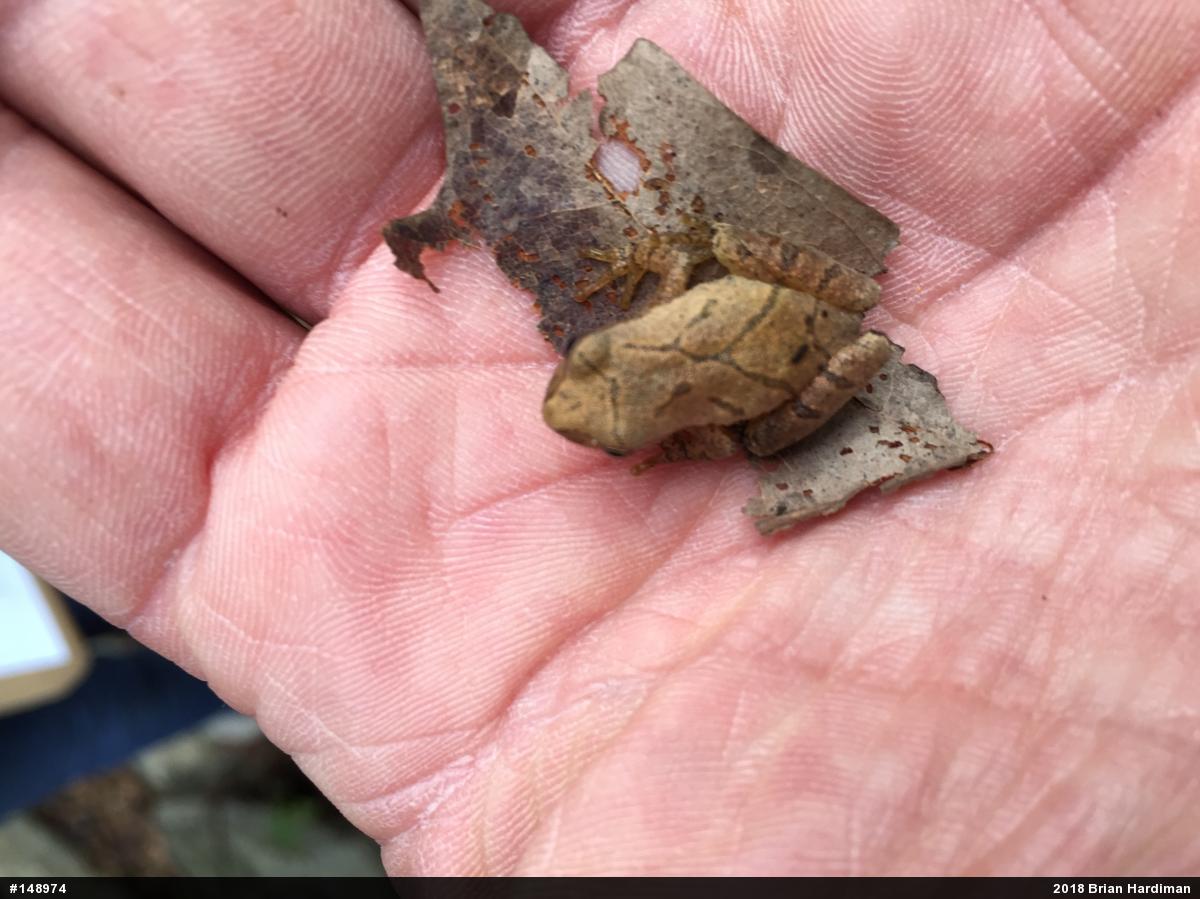 Spring Peeper