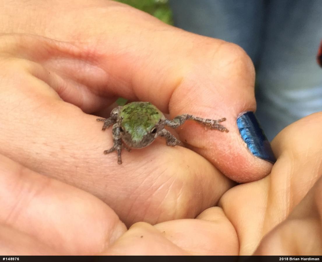 Unknown Gray Treefrog