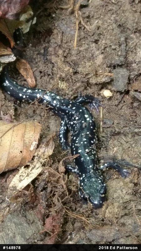 Northern Slimy Salamander