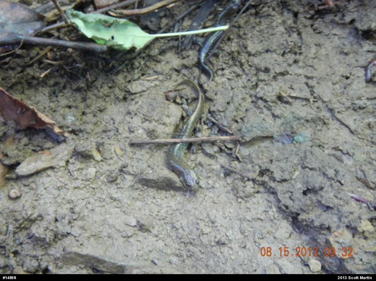 Northern Dusky Salamander