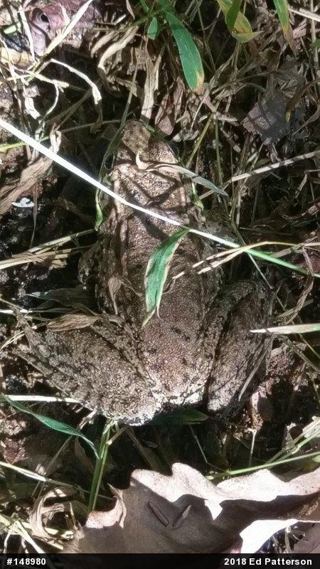 Green Frog