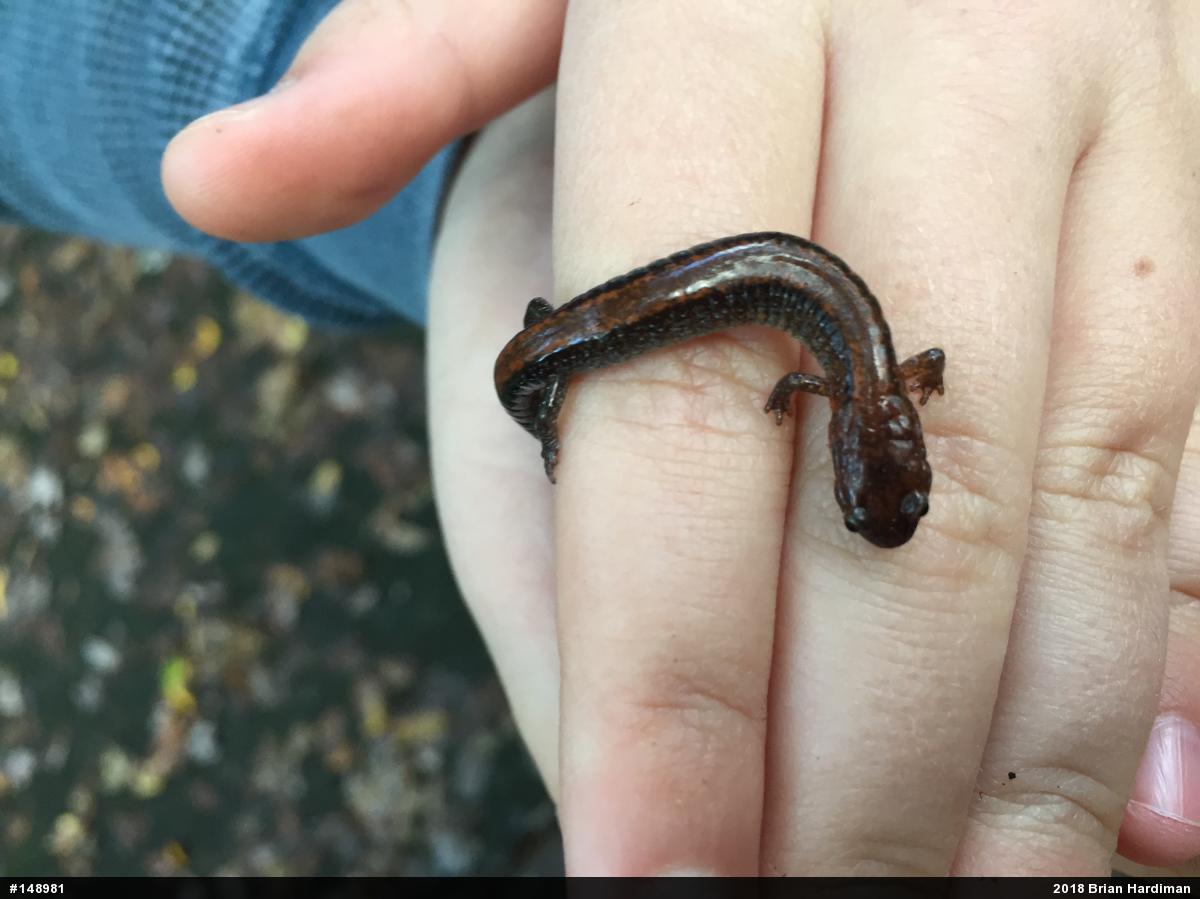 Eastern Red-backed  Salamander