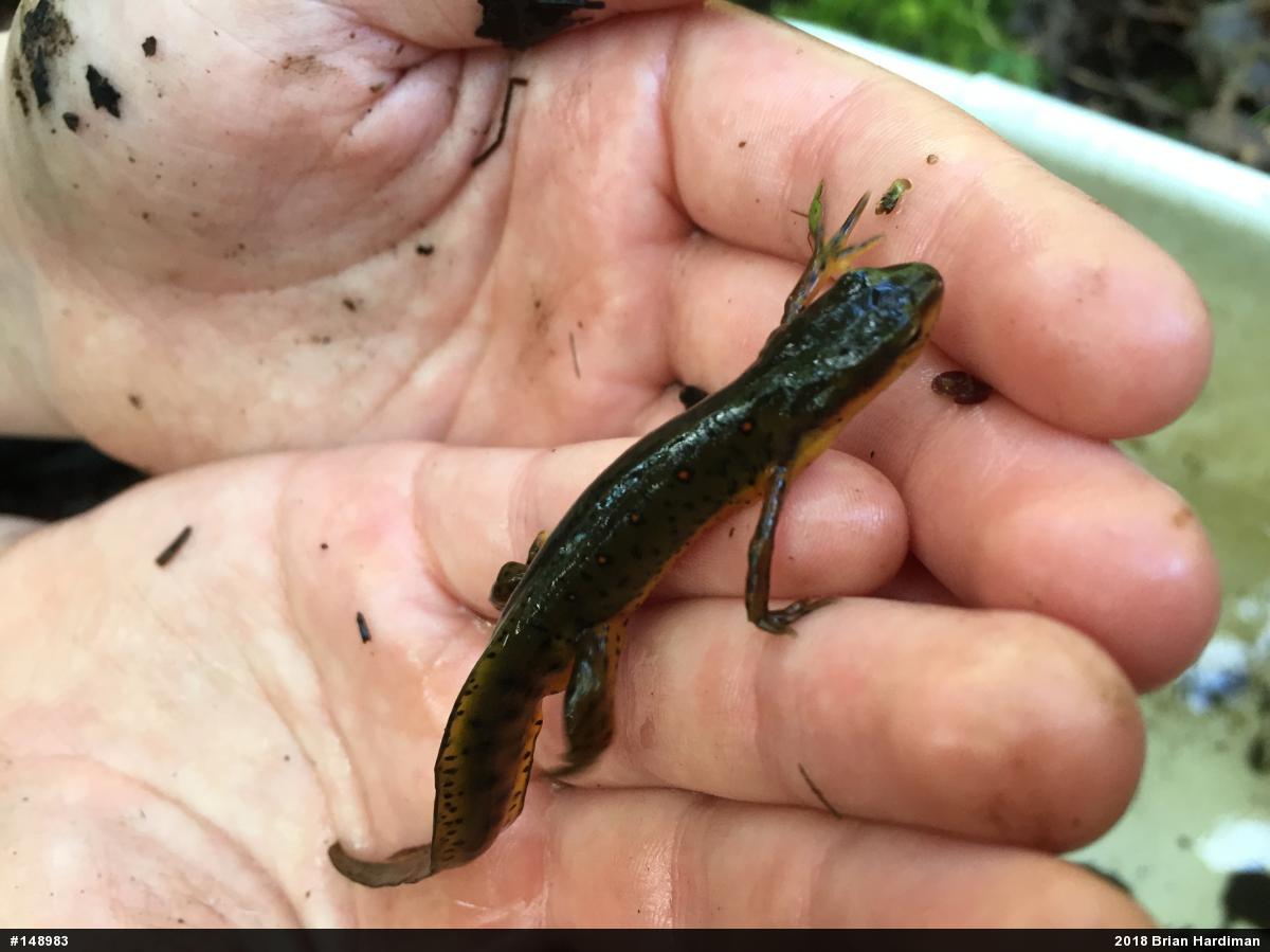 Red-spotted Newt