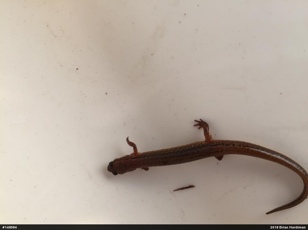 Northern Two-lined Salamander