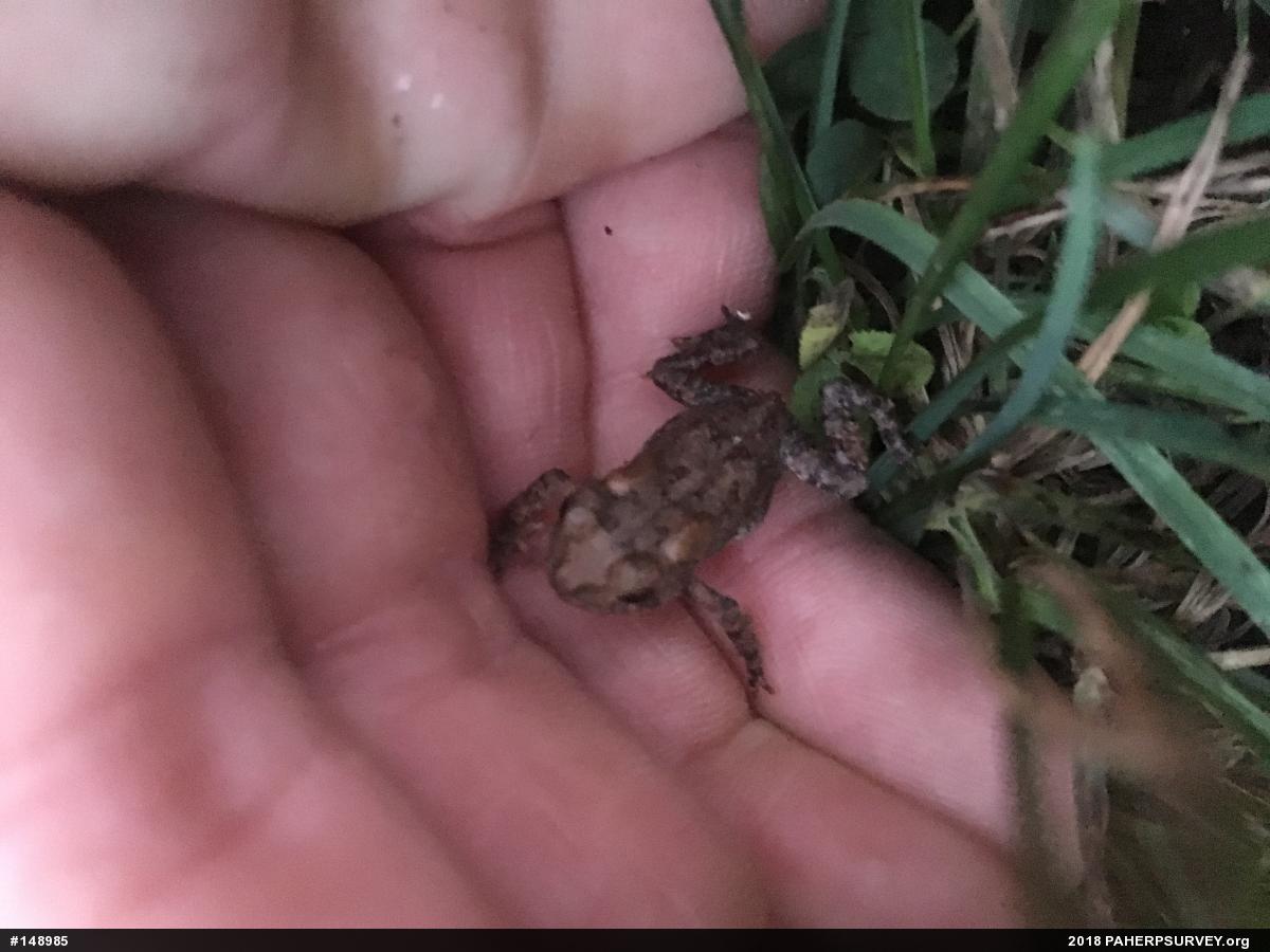 Eastern American Toad