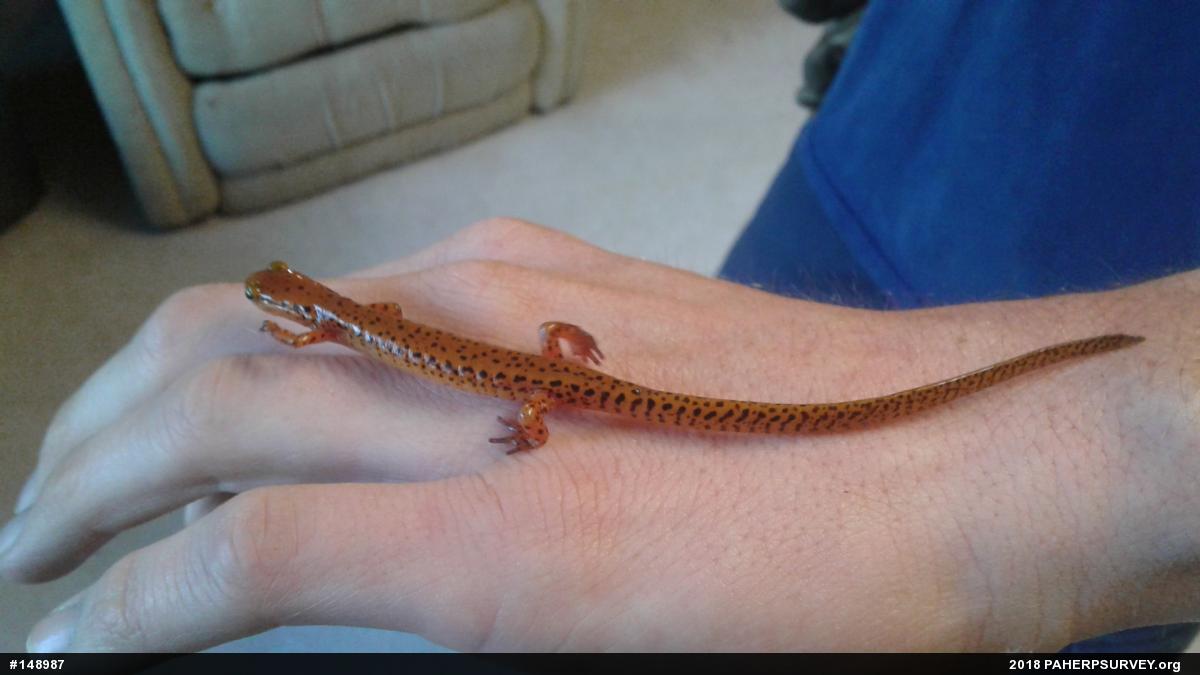 Eastern Long-tailed Salamander