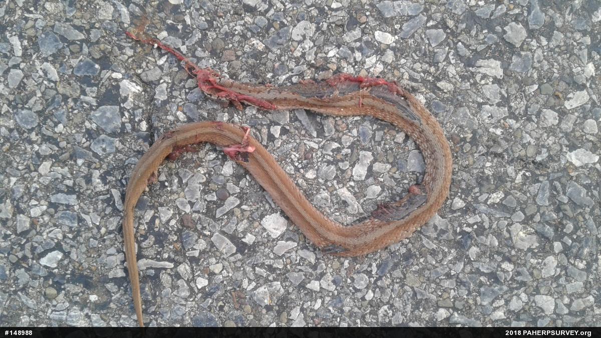Dekay's Brownsnake