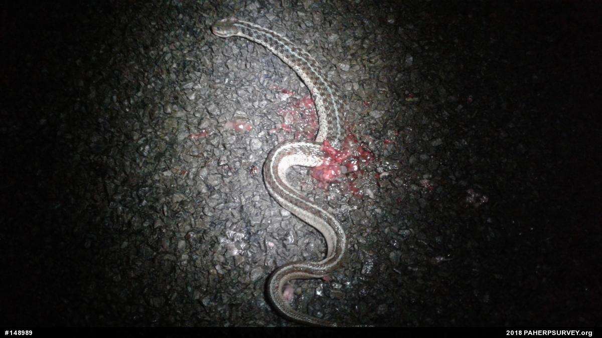 Eastern Gartersnake