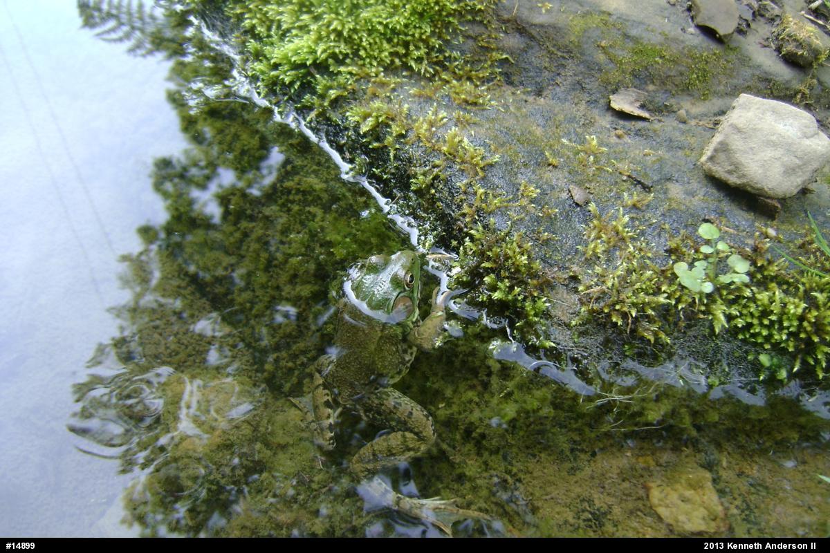 Green Frog