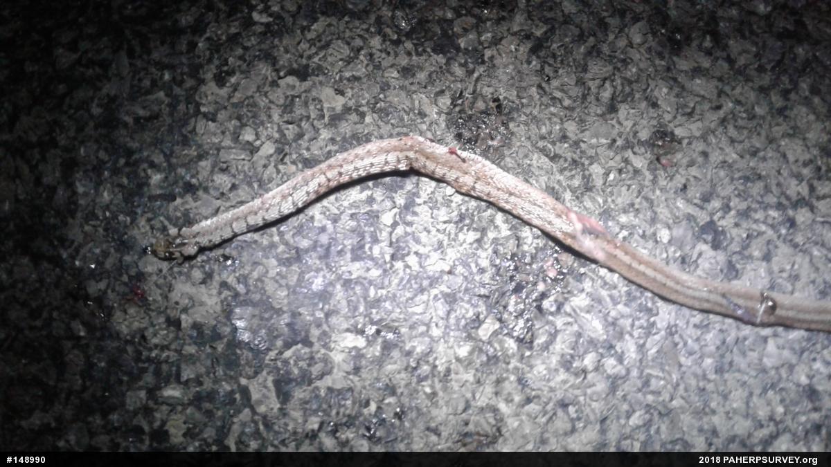 Dekay's Brownsnake