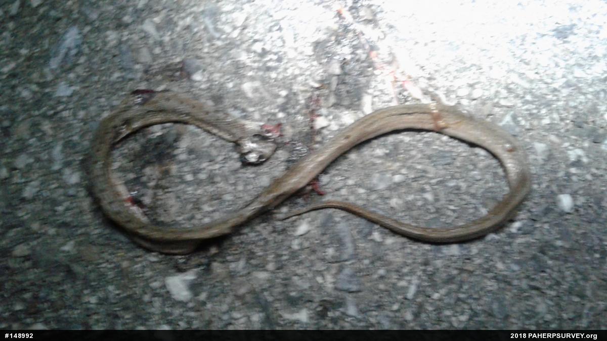 Dekay's Brownsnake