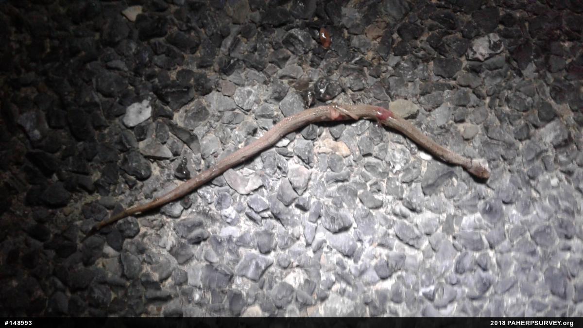Dekay's Brownsnake