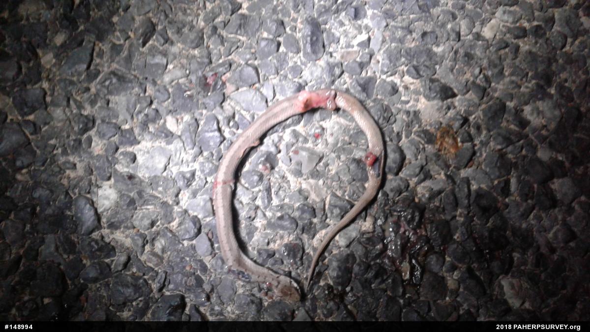 Dekay's Brownsnake