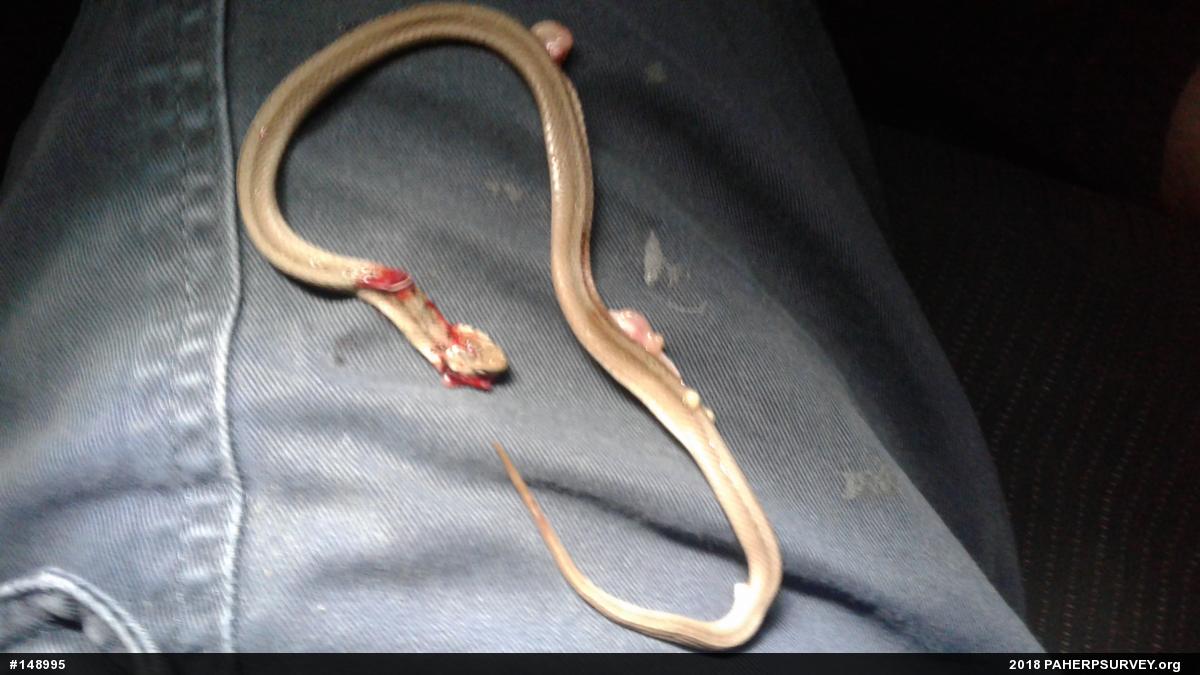 Dekay's Brownsnake