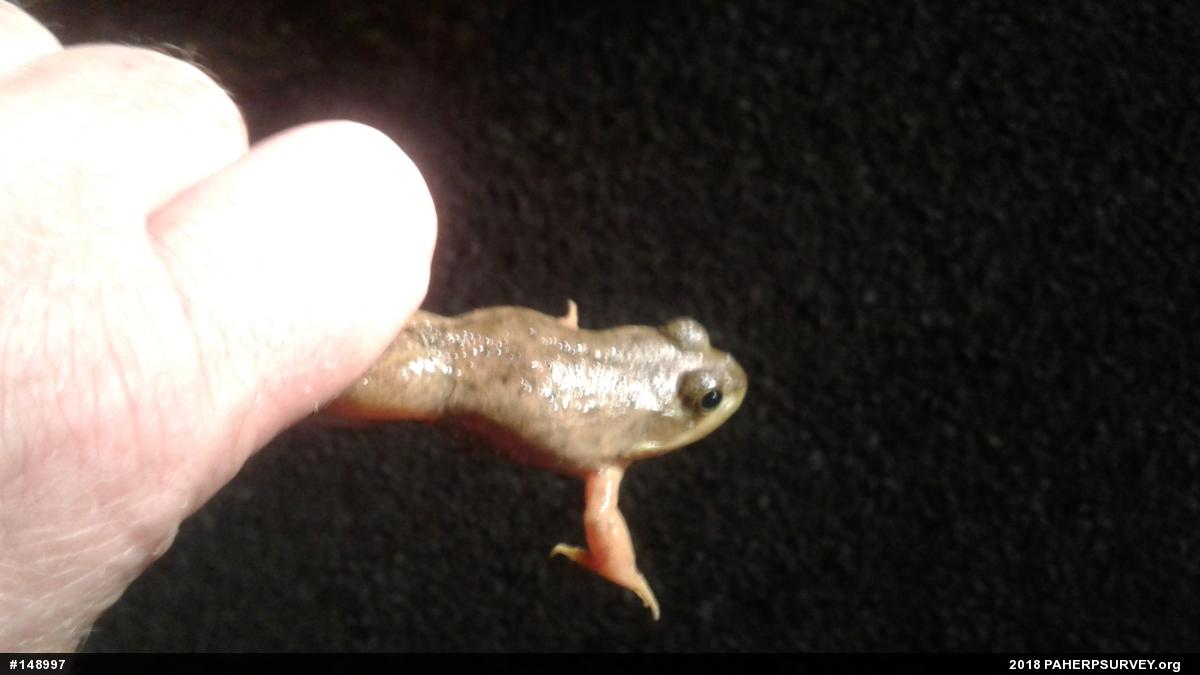 American Bullfrog