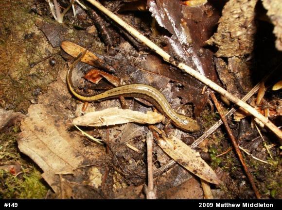 Northern Two-lined Salamander