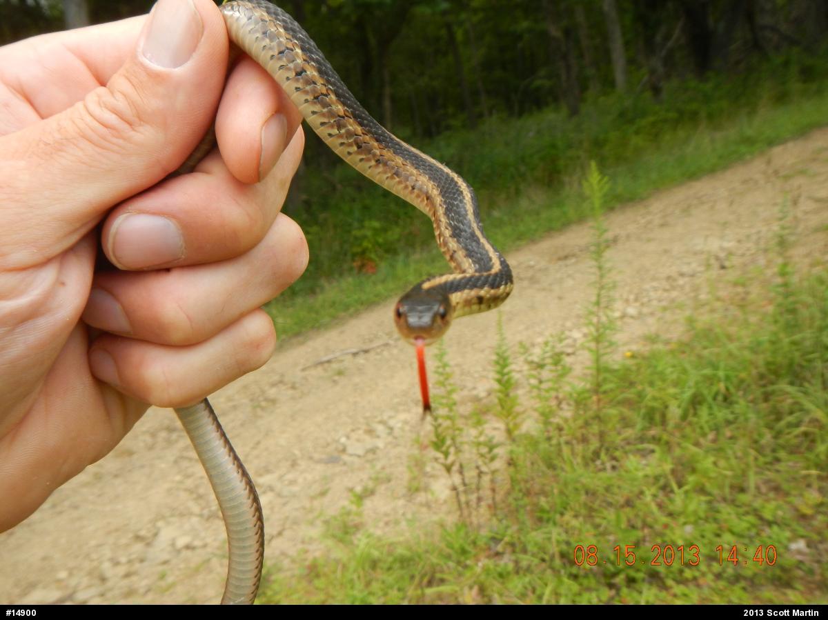 Eastern Gartersnake